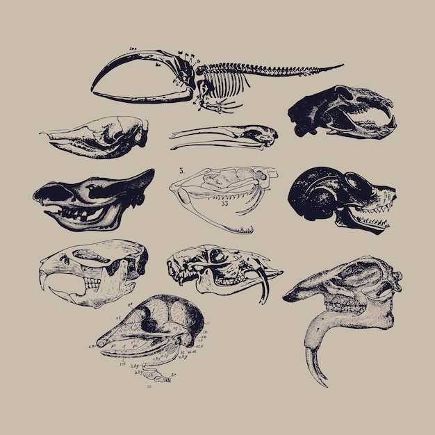El icono de las calaveras de animales es un conjunto de cliparts, un logotipo retro, una ilustración vintage, elementos vectoriales de diseño.