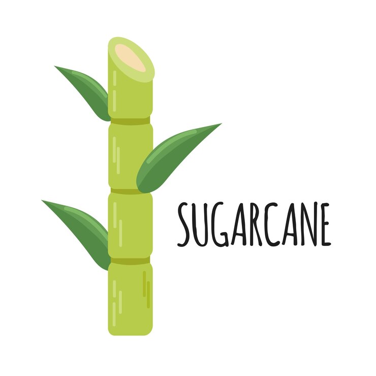 Vector icono de caña de azúcar clipart avatar logotipo ilustración vectorial aislada