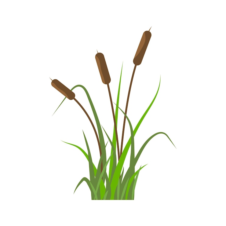 Vector icono de cañas plantas en el río en la hierba verde