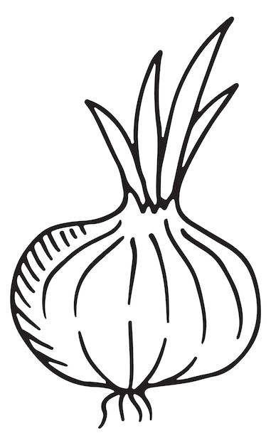 Icono de cebolla Vegetales dibujados a mano Alimentos crudos