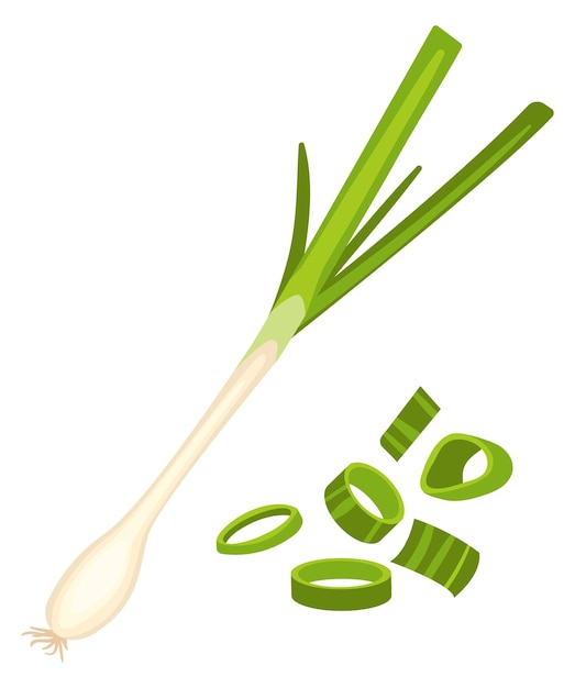 Icono de cebolla verde Vegetales frescos enteros y cortados aislados sobre fondo blanco