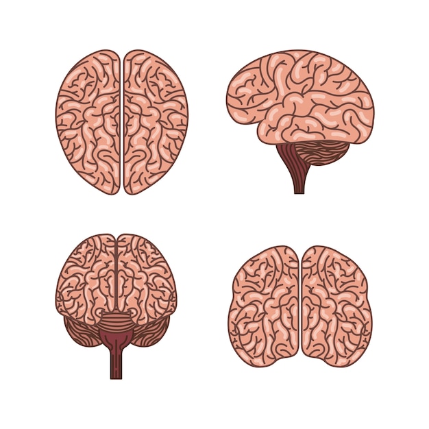 icono del cerebro humano