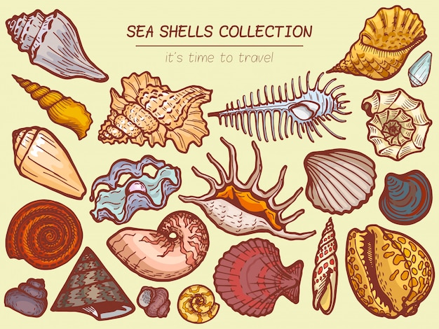 Icono de colecciones de conchas de mar, hora de viajar ilustración de dibujos animados de banner de publicidad. Explore la flora oceánica, la fauna marina.