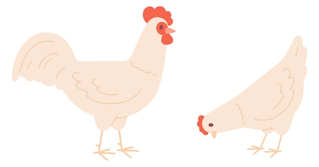 Icono de color de aves de corral gallo y gallina pollo de granja aislado sobre fondo blanco