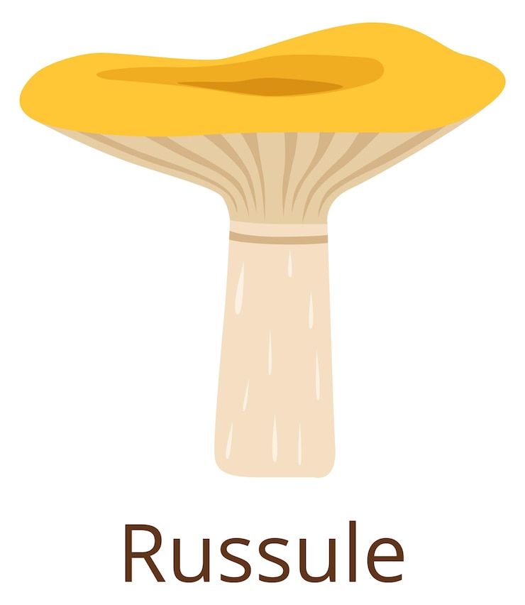 Vector icono de color de hongo russula hongo del bosque de otoño