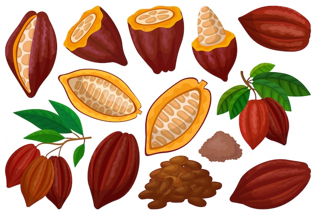 Vector icono de conjunto de dibujos animados aislado de grano de cacao. ilustración fruta de chocolate sobre fondo blanco. conjunto de dibujos animados icono de cacao en grano.