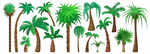 Icono conjunto de dibujos animados aislados de palmera.