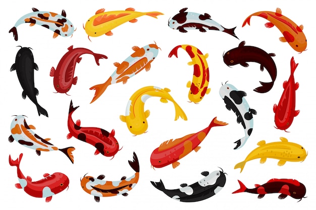 Icono de conjunto de dibujos animados de carpa asiática. Ilustración de pescado sobre fondo blanco. Conjunto de dibujos animados icono carpa de Japón.