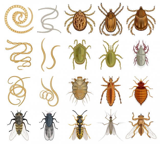 Vector icono de conjunto de dibujos animados de parásito. ilustración insecto sobre fondo blanco. conjunto de dibujos animados aislados icono parásito.