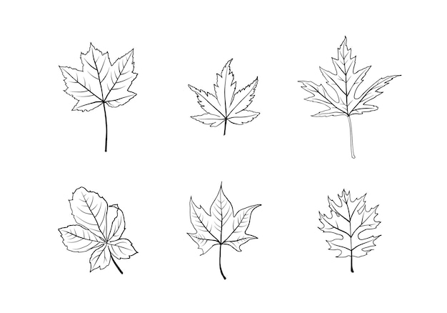 icono de conjunto de hojas de croquis, hojas de primavera, otoño, otoño o verano, colección de botánica floral de croquis