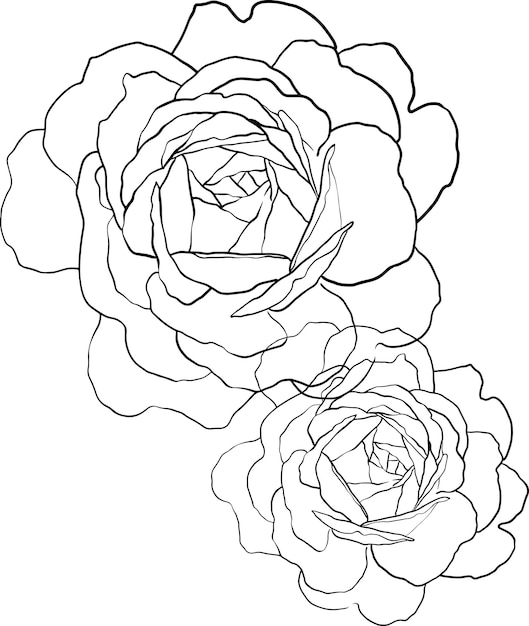 Vector icono de contorno de flor color de rosa dibujado a mano. vectores de alta calidad