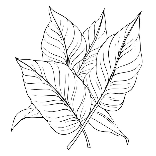 Icono de contorno vectorial de hojas tropicales para diseños exóticos
