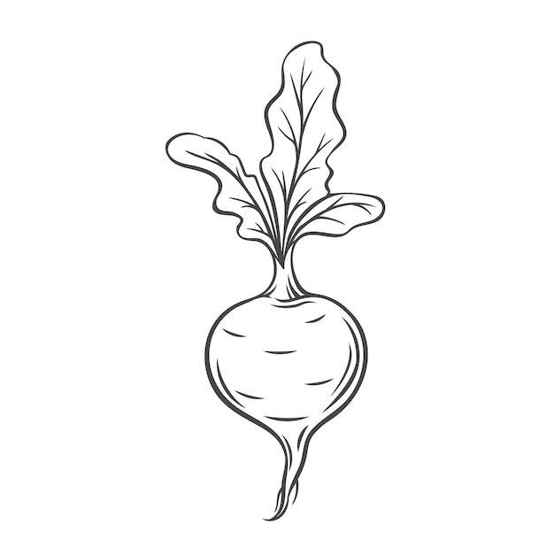 Icono de contorno vegetal de remolacha, dibujo ilustración monocroma