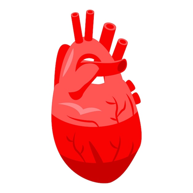 Vector icono de corazón humano rojo isométrico de icono de vector de corazón humano rojo para diseño web aislado sobre fondo blanco