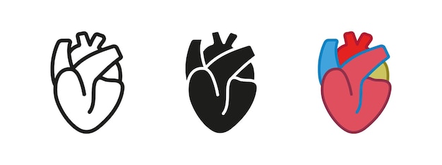 Icono del corazón humano Vector de anatomía de órganos del corazón Símbolo de cardiología Signo de ritmo cardíaco Aorta y arteria