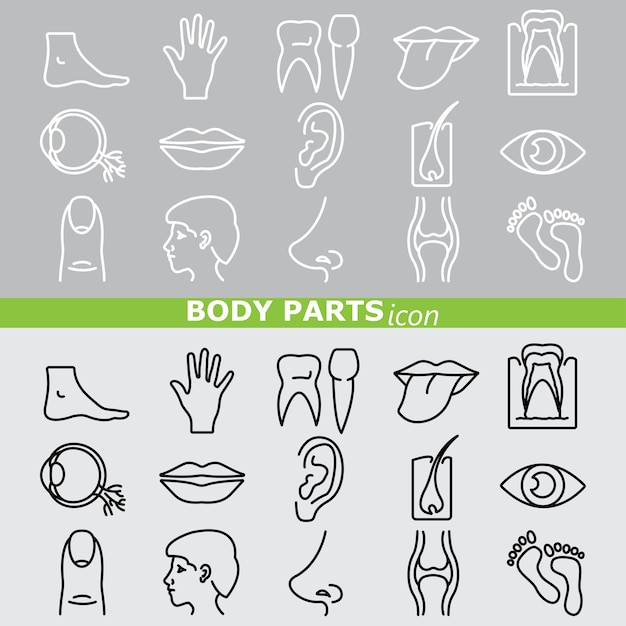 Vector icono de cuerpo de piezas. linear set