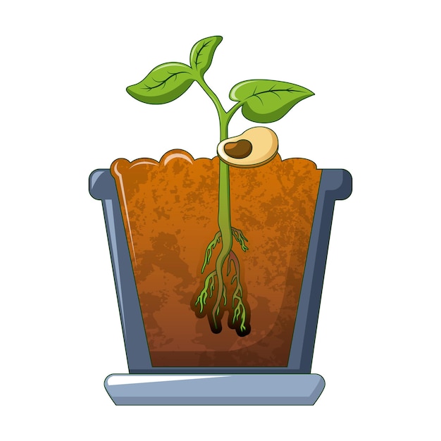 Vector icono de cultivo de planta de frijol caricatura de icono de vector de cultivo de planta de frijol para diseño web aislado sobre fondo blanco