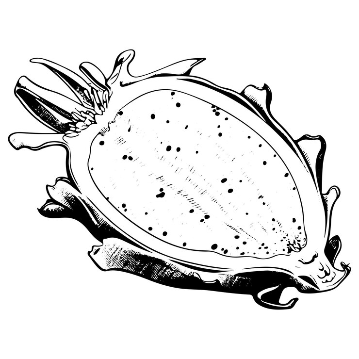 Vector icono dibujado a mano de la fruta del dragón, rebanada de pitaya fresca, ilustración grabada y ilustración vectorial