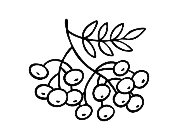 Icono dibujado a mano de la rama del árbol de rowan Elemento de clipart de la rama de rowan