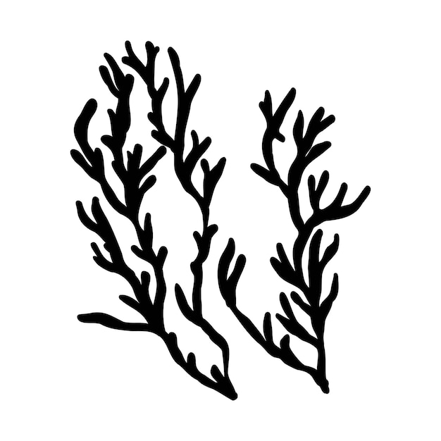 El icono de dibujo de las algas marinas de la laminaria espirulina