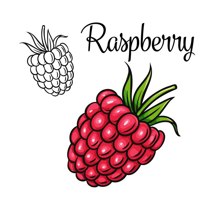 Vector icono de dibujo de frambuesa