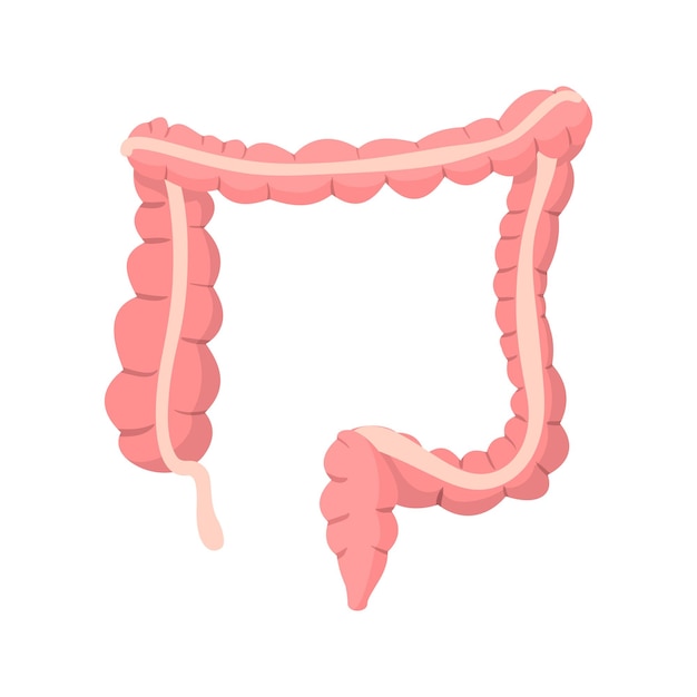 Vector icono de dibujos animados de colon humano sobre un fondo blanco