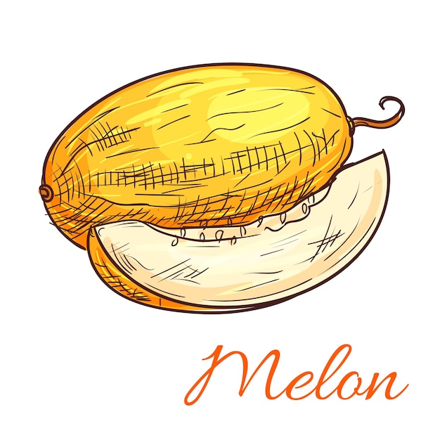 Icono de esbozo de color vectorial de melón