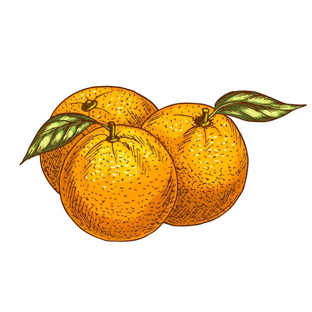 Icono de esbozo vectorial de frutas naranjas o mandarinas