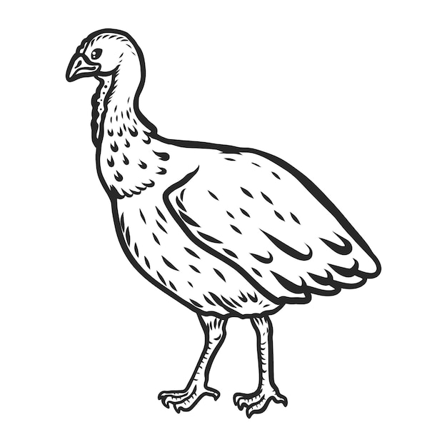 Icono femenino de gallo de pavo Ilustración dibujada a mano de icono de vector femenino de gallo de pavo para diseño web