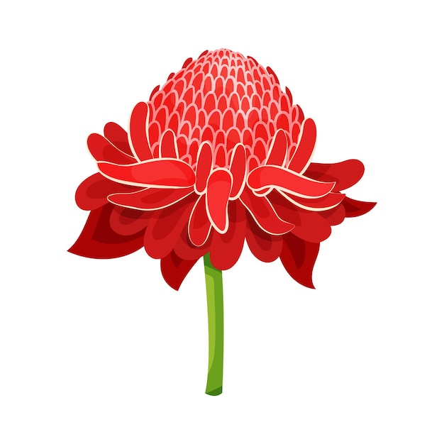 Icono de flor de jengibre rojo brillante con tallo verde Planta tropical Tema de la naturaleza Elemento gráfico decorativo para cartel o libro botánico Ilustración vectorial plana detallada aislada sobre fondo blanco