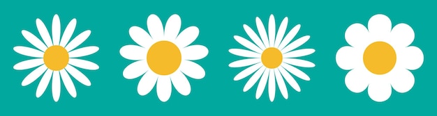 Icono de flor de margarita conjunto de ilustración vectorial plana de pétalos blancos flores centrales amarillas con espalda verde