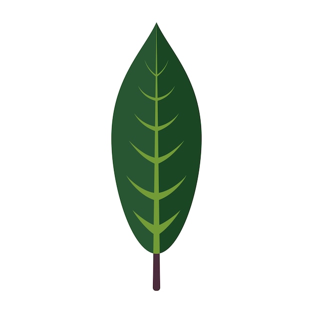 Vector icono floral de hojas tropicales madera de otoño y decoración de hojas exóticas para el fondo botánico