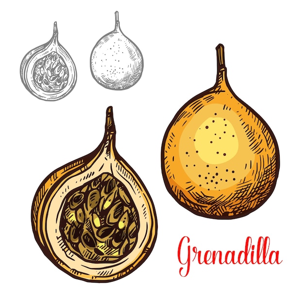 Icono de fruta de granadilla vector bosquejo exótico