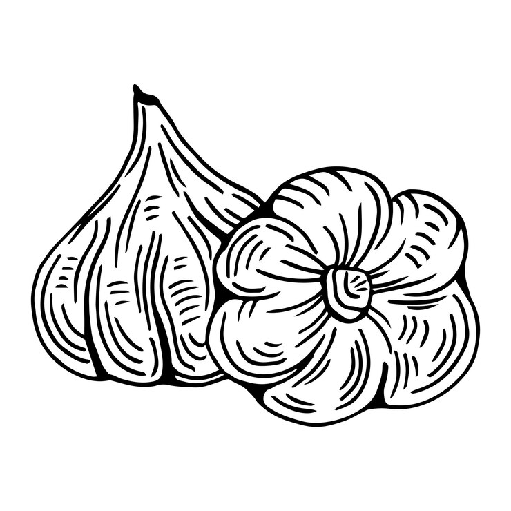 Vector icono de garabato de contorno de ajo dibujado a mano vectorial.