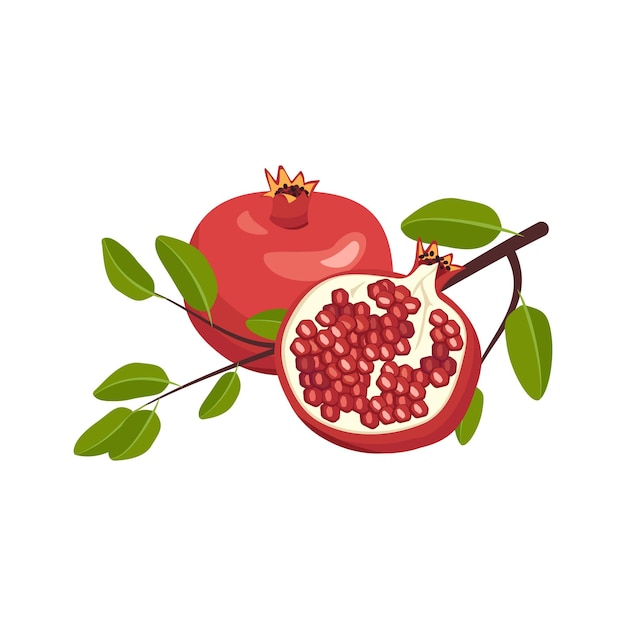 Vector icono de granada entera y media roja con semillas y rama con hojas. frutas saludables para una nutrición adecuada. alimentos dulces para la dieta. ilustración plana vectorial