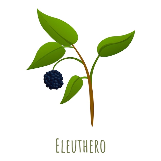 Icono de hierba Eleuthero Icono vectorial de hierba eleuthero para diseño web aislado sobre fondo blanco