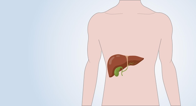 Icono del hígado en el cuerpo humano Silueta anatómica masculina con órgano interno Afiche anatómico médico para clínica o educación Espacio de copia Ilustración vectorial