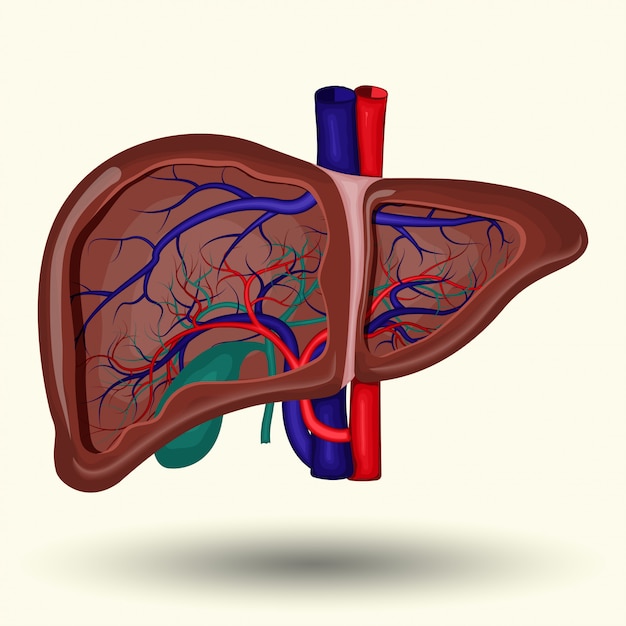 Vector icono de hígado humano