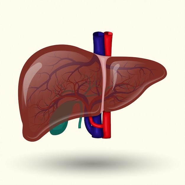 Icono de hígado humano