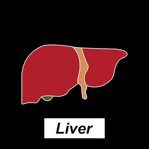 Vector icono del hígado