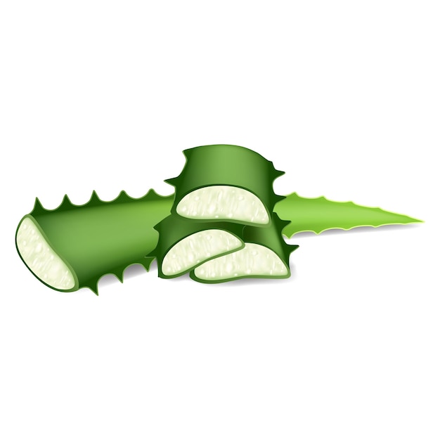 Icono de hoja de aloe cortada Caricatura de icono de vector de hoja de aloe cortada para diseño web aislado sobre fondo blanco