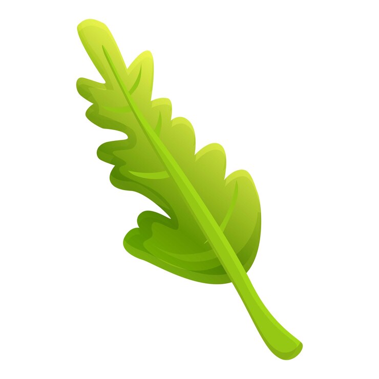 Vector icono de hoja de rúcula caricatura de icono de vector de hoja de rúcula para diseño web aislado sobre fondo blanco
