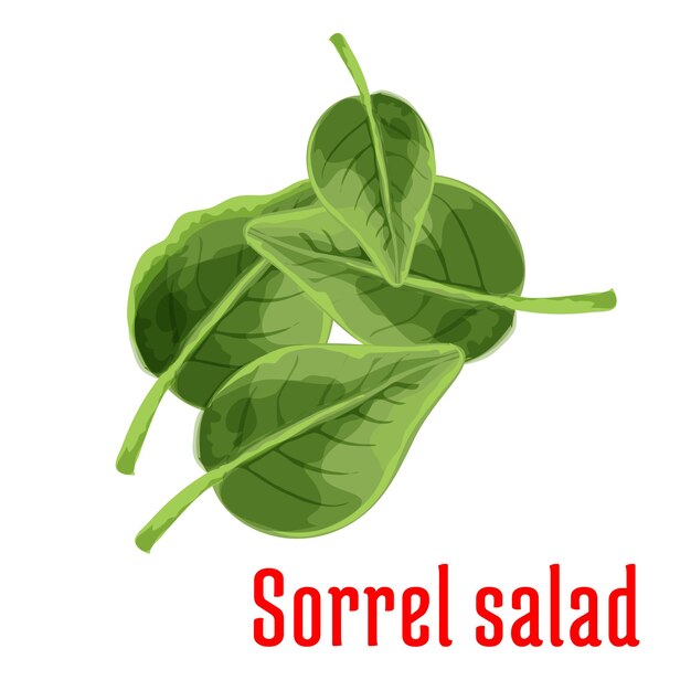 Vector icono de hojas verdes vegetales de ensalada de acedera fresca