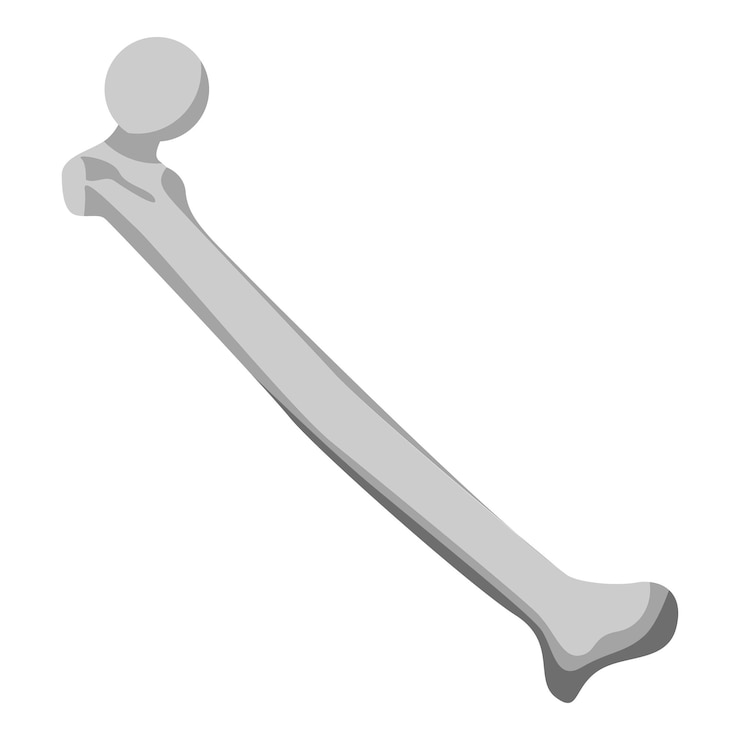 Vector icono de hueso fémur isométrico del icono de vector de hueso fémur para diseño web aislado sobre fondo blanco