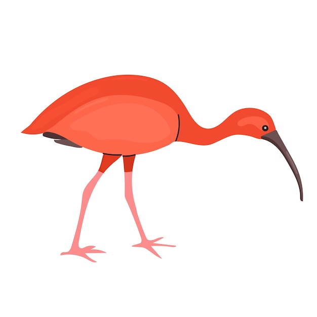 Icono de ibis escarlata clipart avatar logotipo ilustración aislada