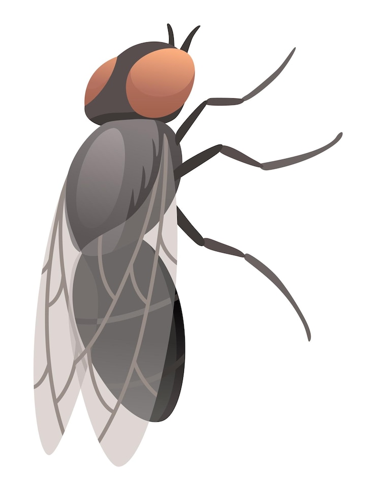 Vector icono de insecto mosca doméstica símbolo de vida silvestre en estilo de dibujos animados insecto aterrador elemento de diseño gráfico entomología primer plano color vector ilustración aislado sobre fondo blanco