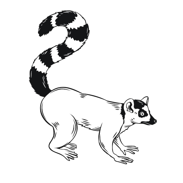 Icono de lémur. insignia de contorno animal de madagascar. para el zoológico