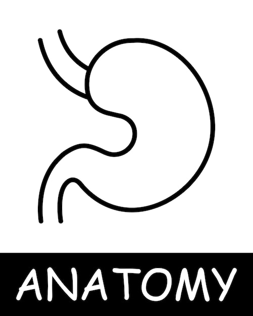 Icono de la línea estomacal Digestión de alimentos acidez anatomía medicina enseñanza médico enfermera fisiología del cuerpo humano Icono de línea vectorial para negocios y publicidad