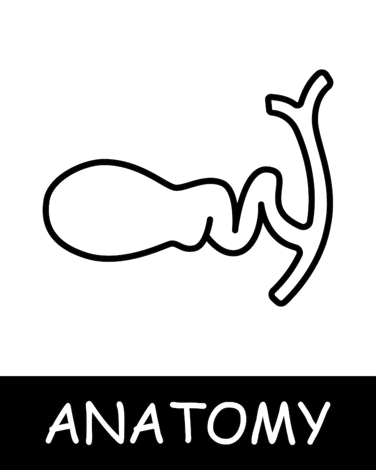 Vector icono de línea de hígado donación de órganos anatomía medicina formación médico enfermera persona fisiología del cuerpo icono de linea vectorial para negocios y publicidad