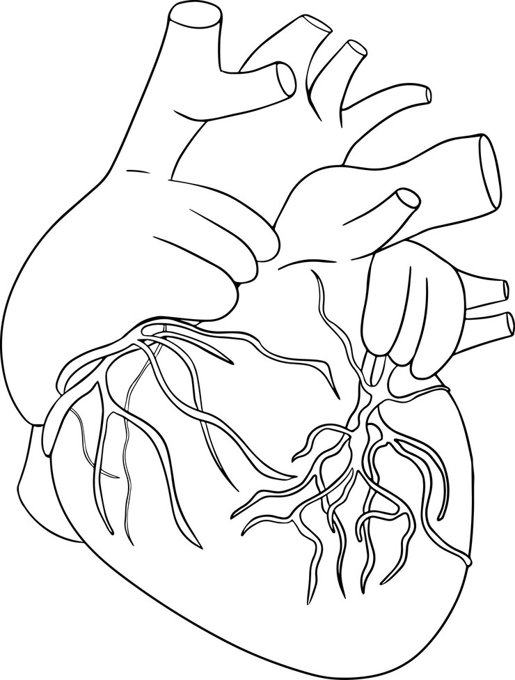 Vector icono de línea de vector de corazón humano anatómico. dibujado a mano interno